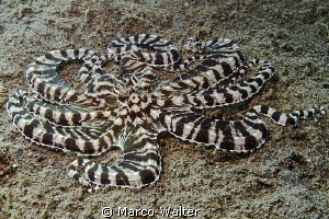 Mimic Octopus by Marco Walter 